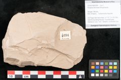 Foto (Objekt + Etikett) von Rhytisma feroniae Ettingshausen (NHMW-GEO-2024-0188-6394)